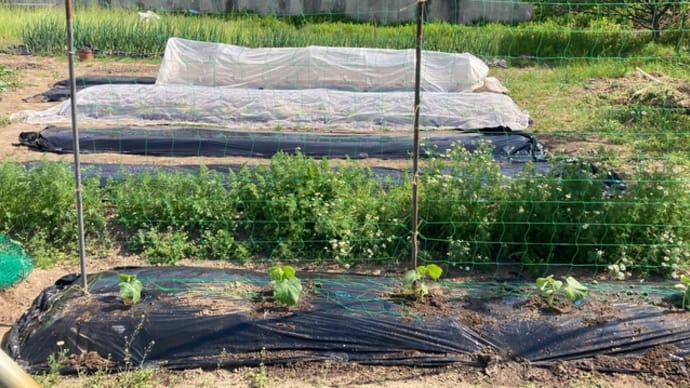 夏野菜の定植