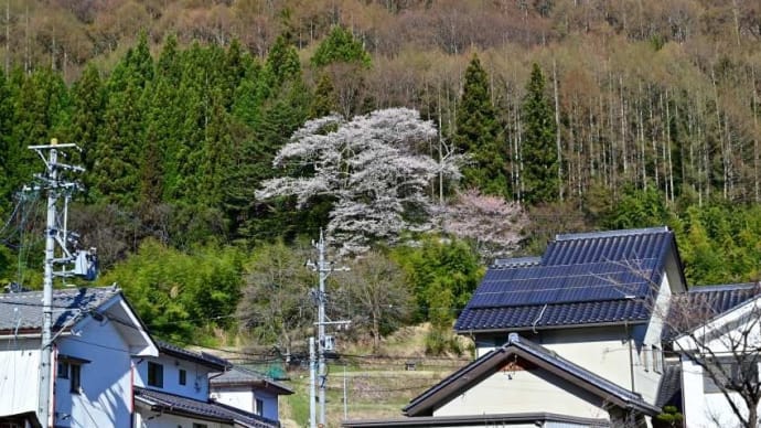 長和町 中山道宿場の桜