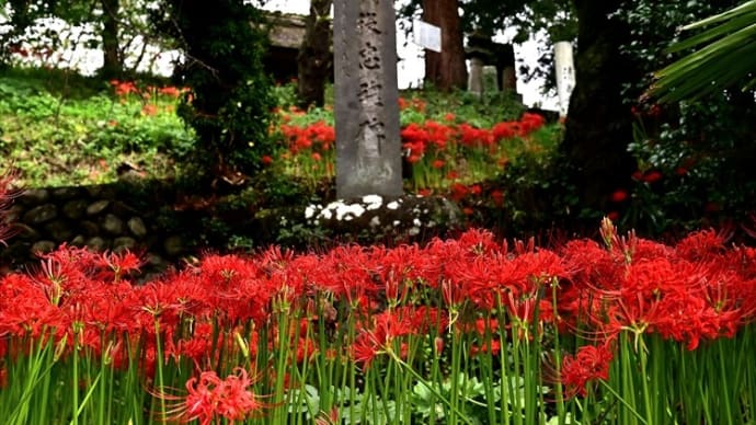 清泰寺の曼珠沙華
