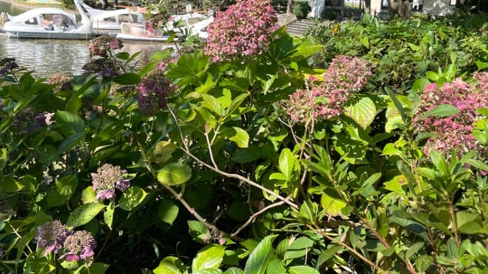 公園散歩