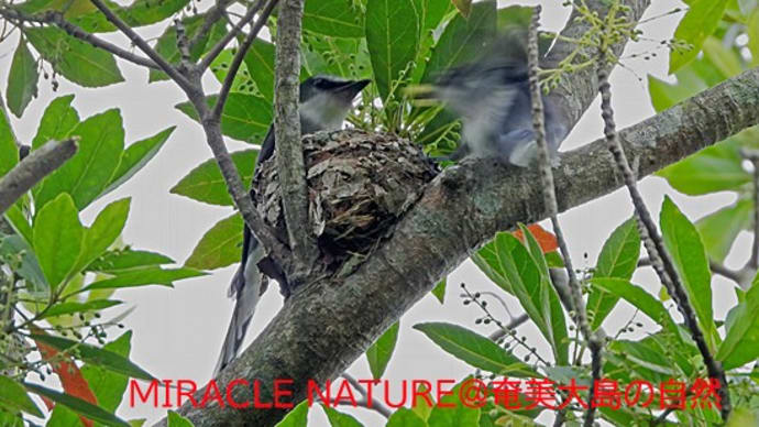 雌に餌を渡すリュウキュウサンショウクイ雄