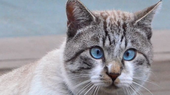 寄り眼のネコさんww