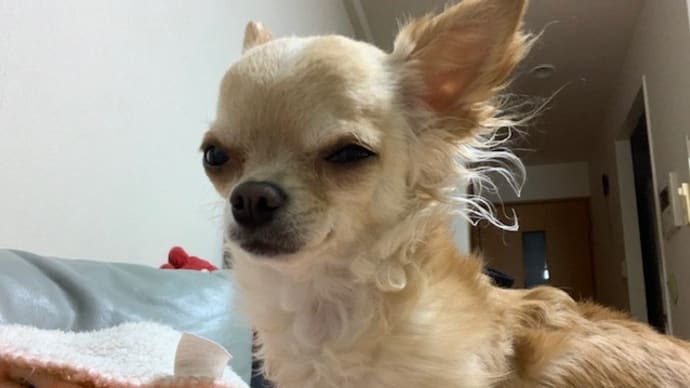 眠い時はやっぱり細くなる👀