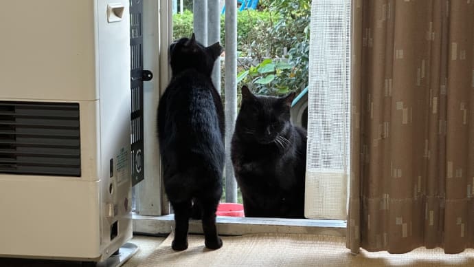 夕方 出かけようとしたら黒猫ダブル