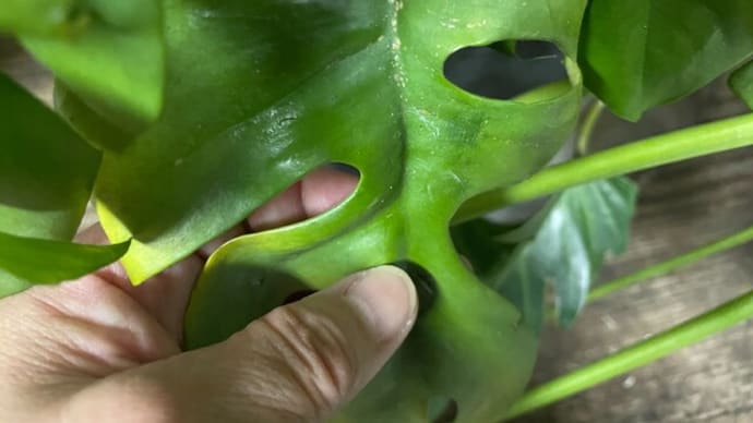 牛乳でカイガラムシ退治