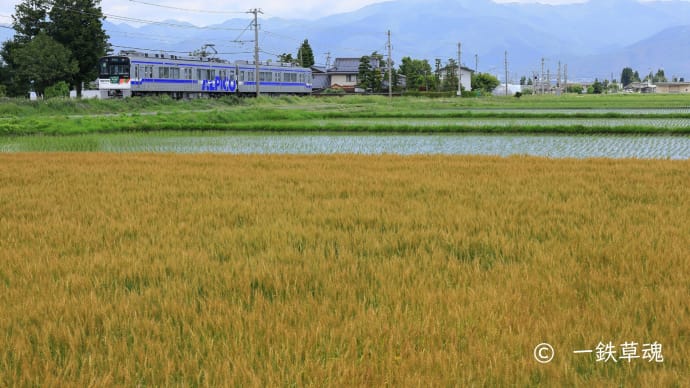 麦の秋東武より来た新顔や