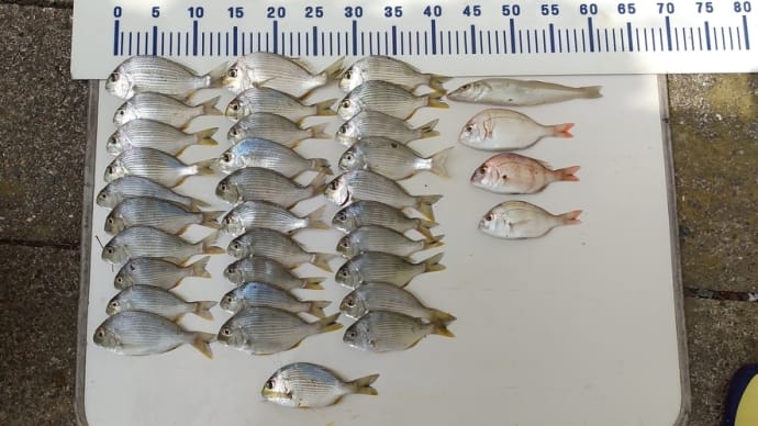 2020.8.31 浜名湖船ヘダイ釣り始まりました!