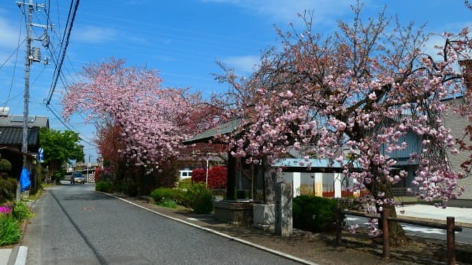 白井宿の八重桜2023