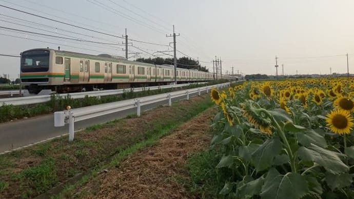2014年7月撮影「向日葵と普通列車」