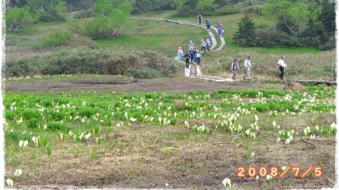 栂池自然園@6月の栂池