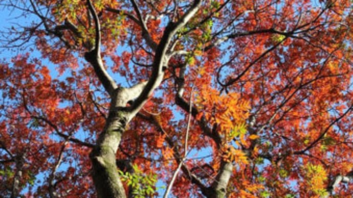 名残りの紅葉 (一)