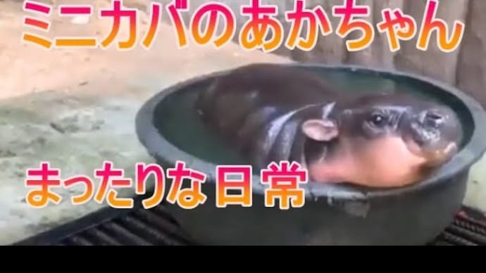 カバの赤ちゃんの日常をご覧ください。