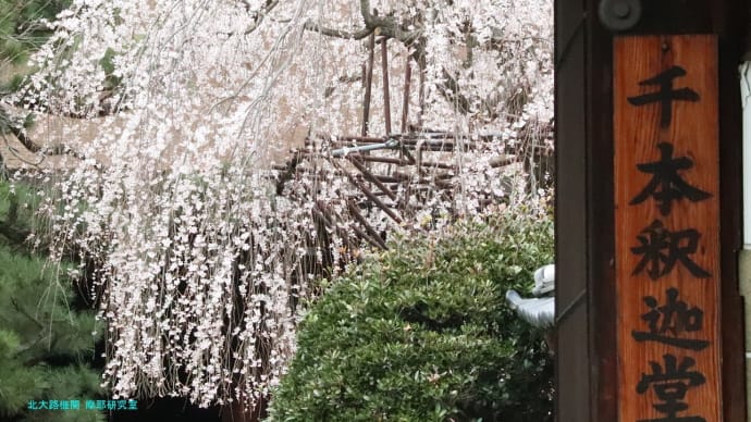 【京都幕間旅情】大報恩寺-千本釈迦堂観桜,三月の桜便りは京都に春の訪れを伝える枝垂れのおかめ桜
