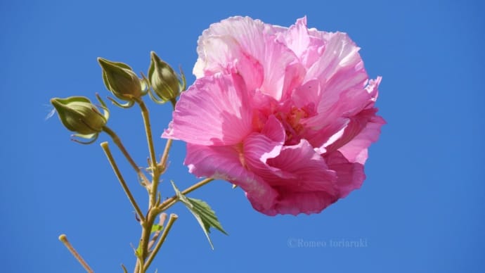 秋空に酔芙蓉