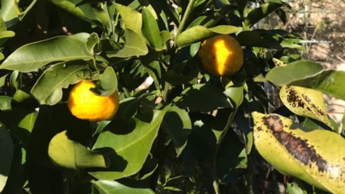 柑橘類の収穫