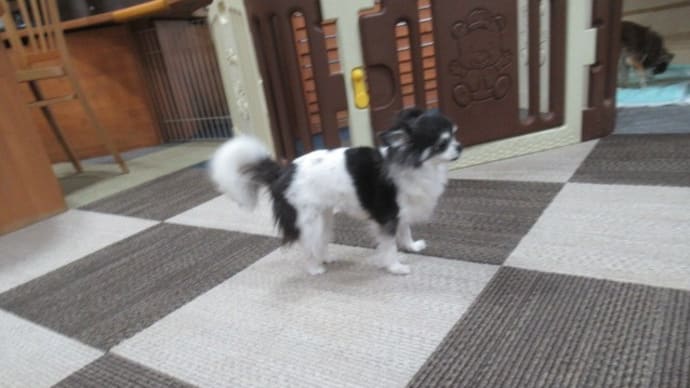 21/05/13 犬の幼稚園BuddyDog