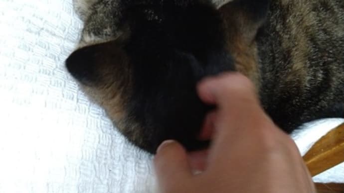 ちょっかいを出す