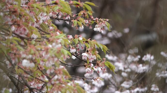 雨降り日曜日 ~マヒワさんと桜と~