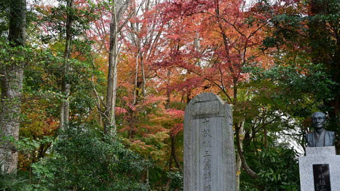 ◆「十枝の森」の紅葉(大網白里市)