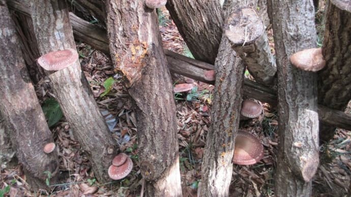 原木シイタケはほどほどの量が穫れ続ける