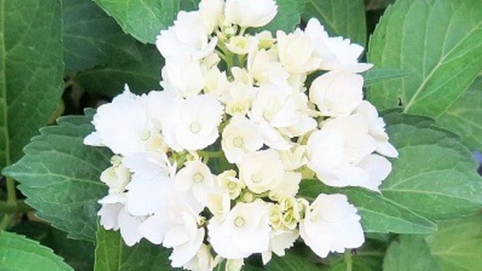 雨に似合う花「アジサイ」白色開花。