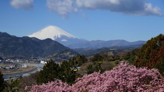 松田山 桜まつりを往く