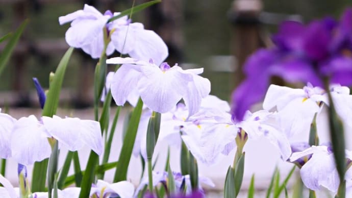 花菖蒲は・・・