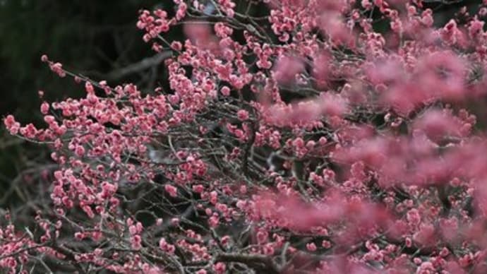 岩本山公園