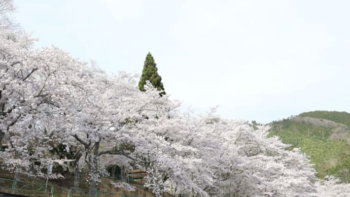 笑顔満開の喜び溢れる故郷の桜を…！