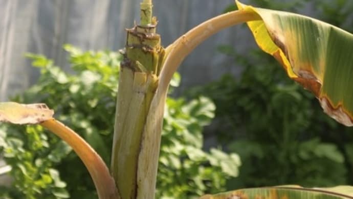 生長の季節! バナナの木も!!