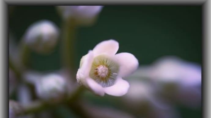 キジョラン コウの花図鑑