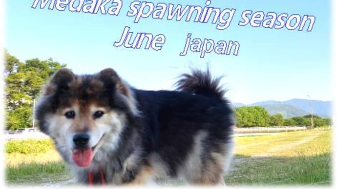 めだかちゃん産卵ラッシュ到来6月ごろから順調・・・卵も稚魚も可愛い~でも忙しい~お世話・・・
