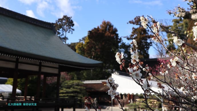 【京都幕間旅情】梅宮大社-観梅,ここはネコさんの神社で神域を警邏するネコさんたち
