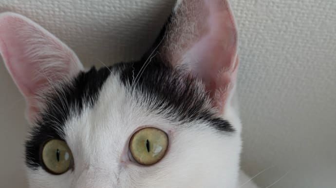 最近の3にゃん。