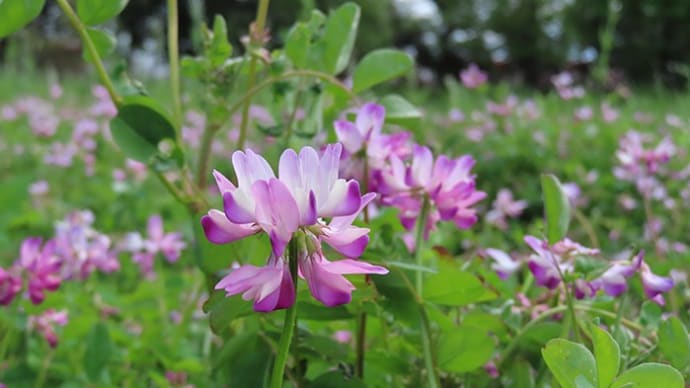 花菜ガーデンの春 草花いろいろ