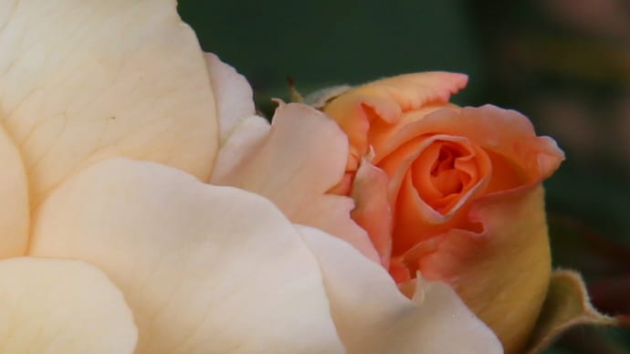 ロイズ本社の秋の薔薇8-2