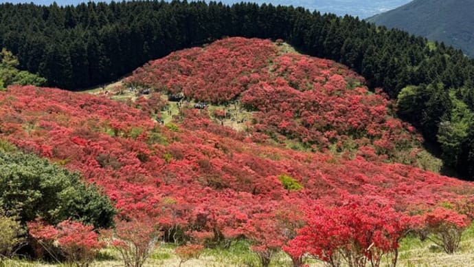 葛城山のつつじ、8分咲き、嬉しい見頃でした。