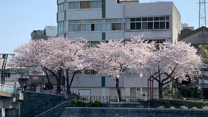 花より鼻(*´▽`*)
