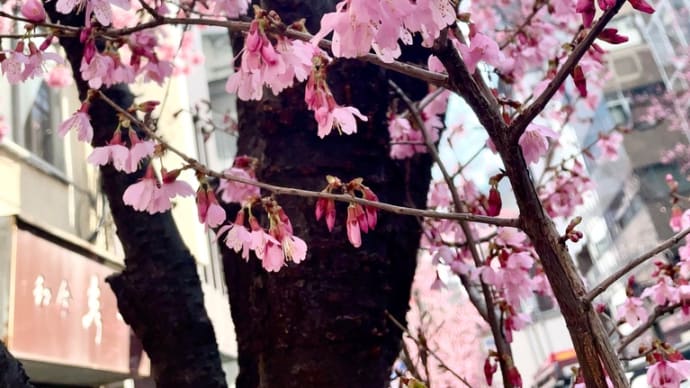 オカメザクラと『久我山桜』