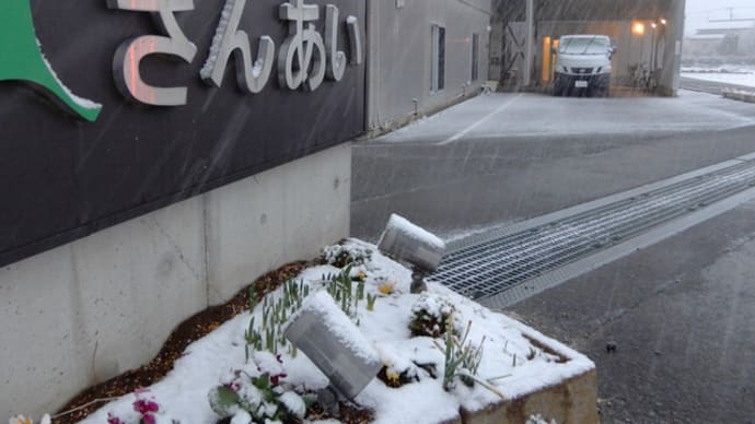 雪やコンコン