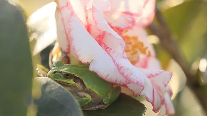 ツバキ 酒中花の撮影中・・・の 出来事  (^.^)/~~~