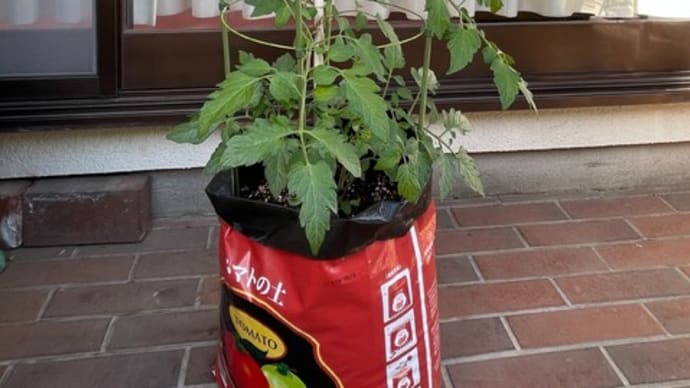 トマト苗植え付けから15日目