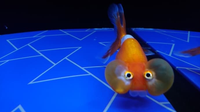 ⑦スイホウガン