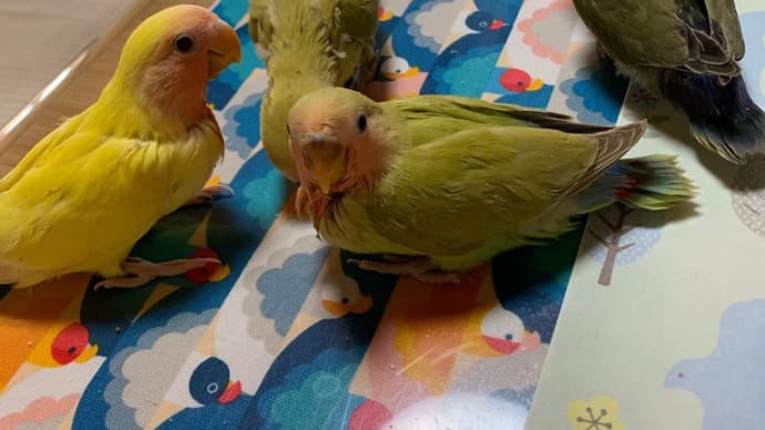 販売❣️コザクラインコ雛ちゃん