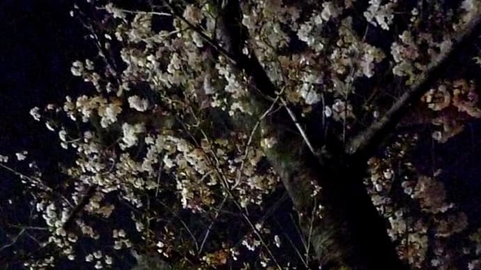 台風にも耐えた桜