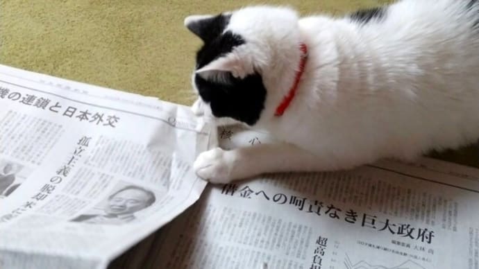 今日の「ネコ あるある」