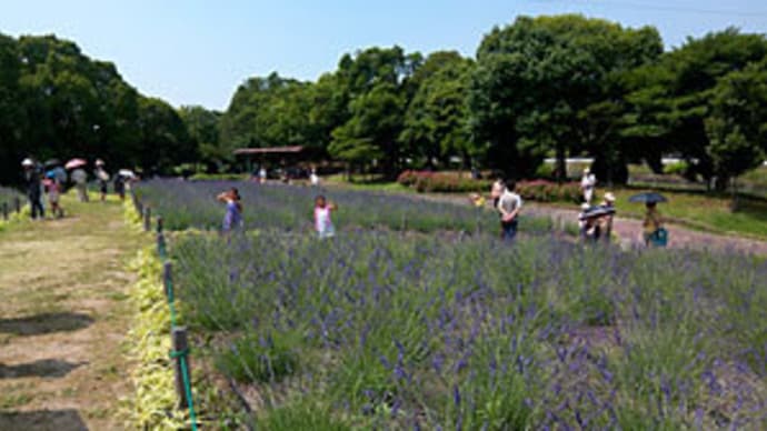 荒子川公園ガーデンプラザのラベンダーフェアへ!
