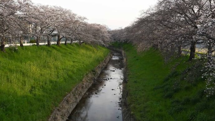 近くを散歩 桜3分咲き