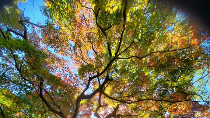 東行庵の紅葉 晩ご飯は久しぶりのローストビーフ