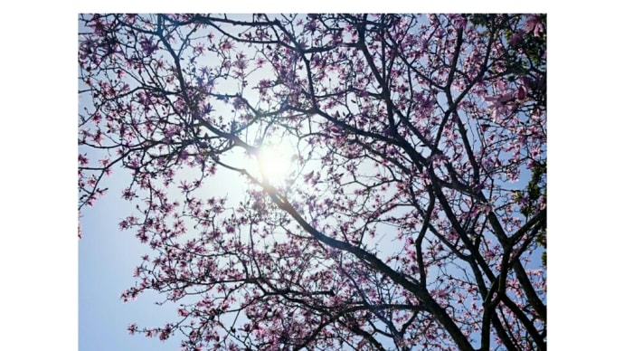 こぶしの花